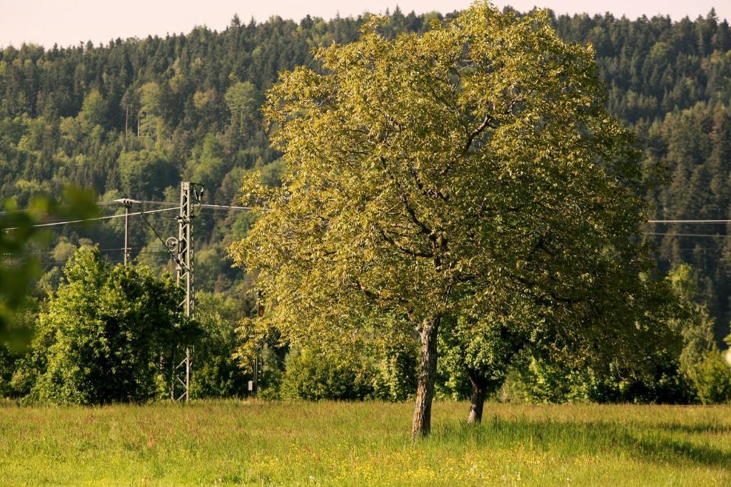 Hotel Rainhof Scheune & Naturpark Restaurant Kirchzarten Eksteriør billede